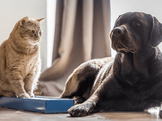 chien chat